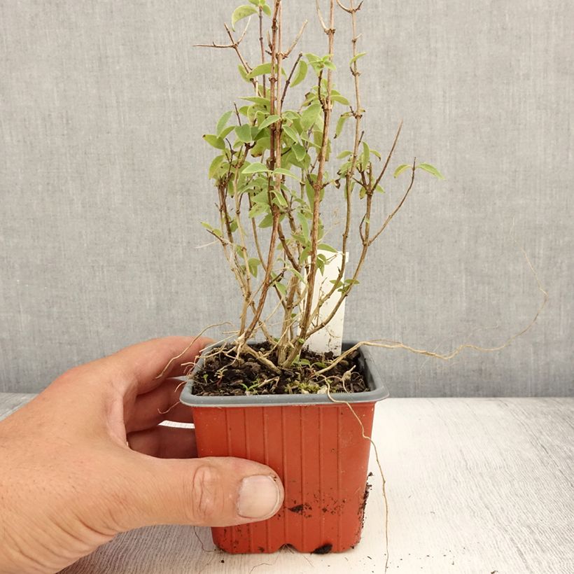 Example of Seringat - Philadelphus Silberregen Godet de 8/9 cm as you get in ete
