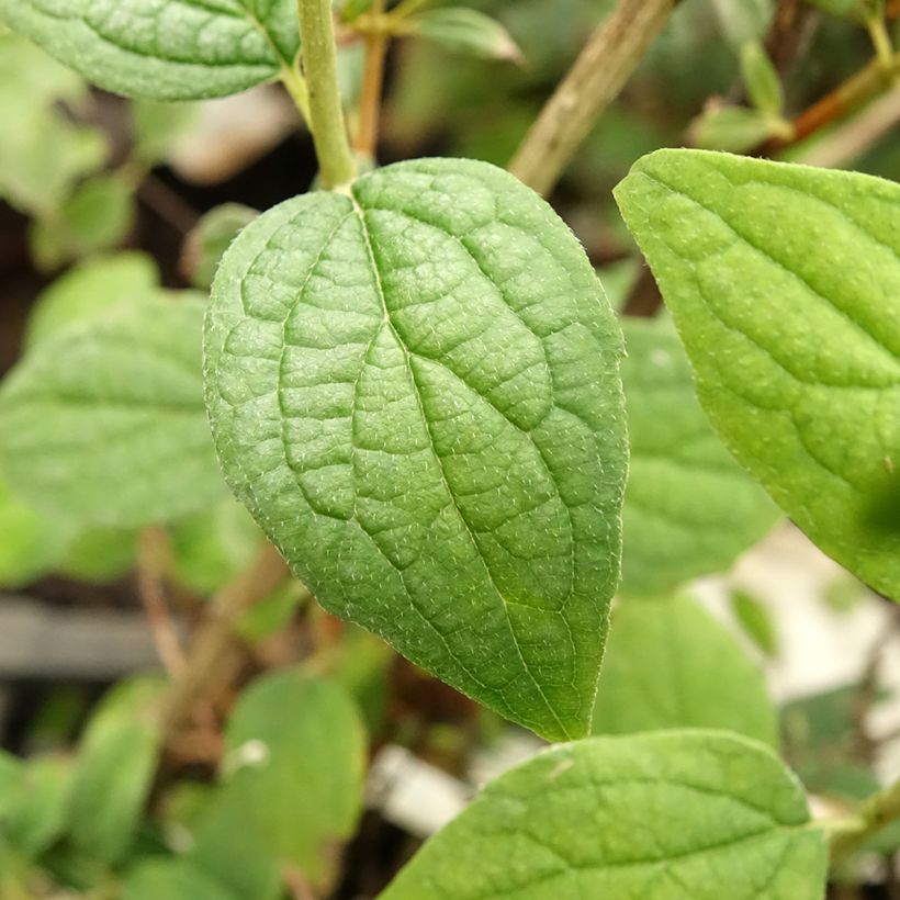 Seringat - Philadelphus Snowbelle (Foliage)