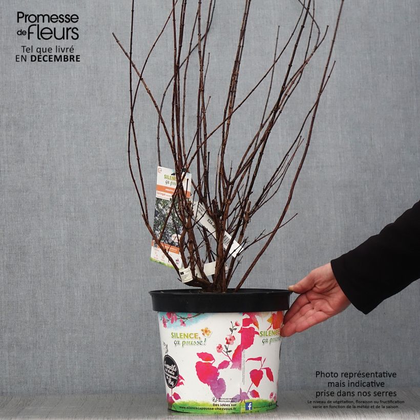 Example of Seringat - Philadelphus Snowbelle Pot de 7,5L/10L as you get in automne