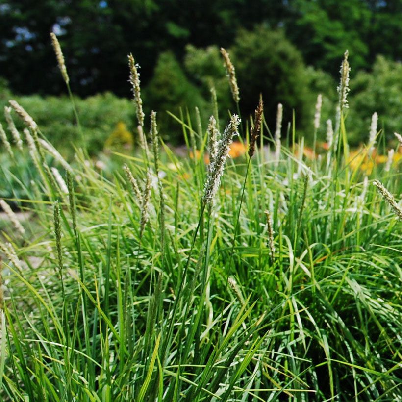 Sesleria autumnalis - Seslérie d'automne (Flowering)