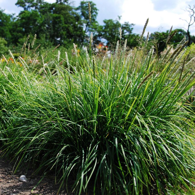 Sesleria autumnalis - Seslérie d'automne (Plant habit)