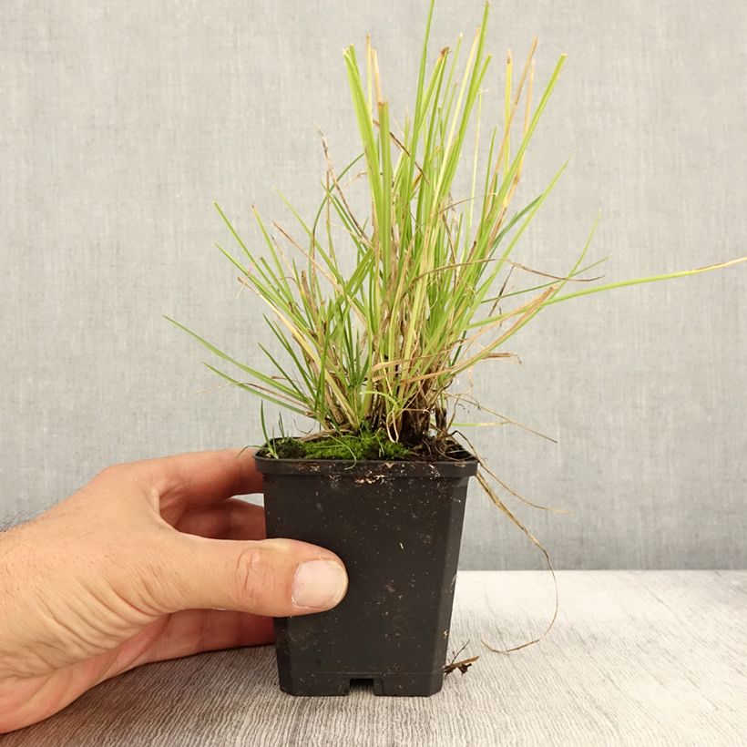 Example of Sesleria autumnalis - Seslérie d'automne Godet de 8/9 cm as you get in automne