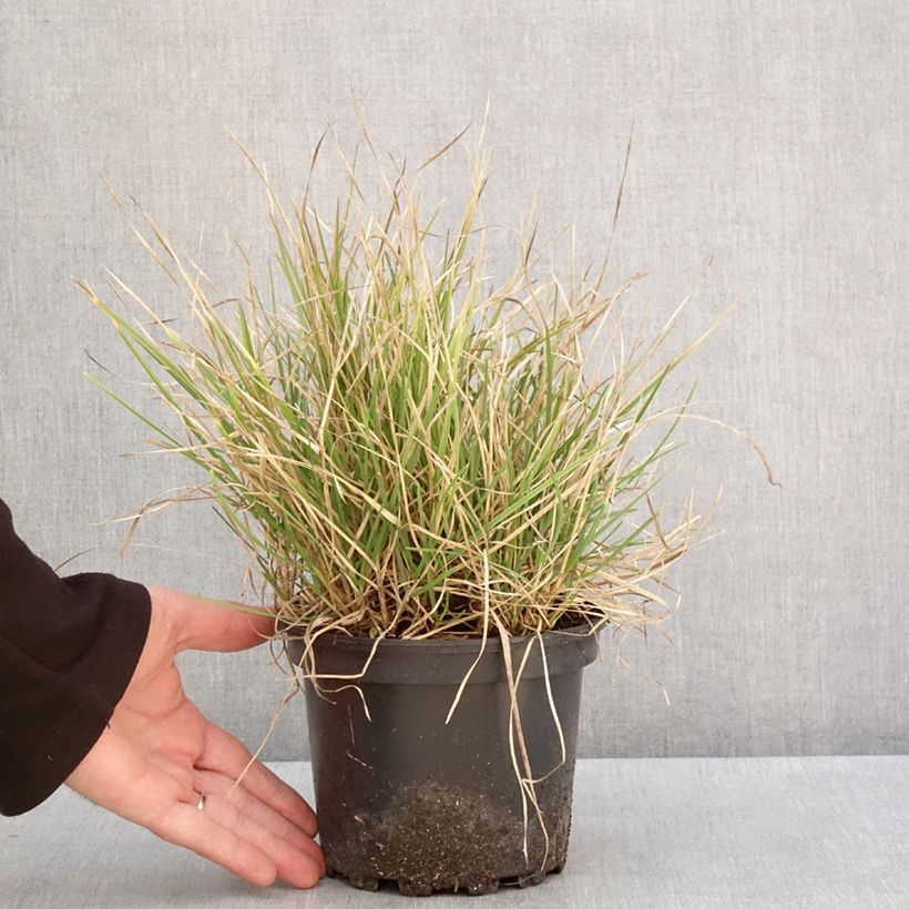Example of Sesleria autumnalis - Seslérie d'automne Pot de 2L/3L as you get in hiver