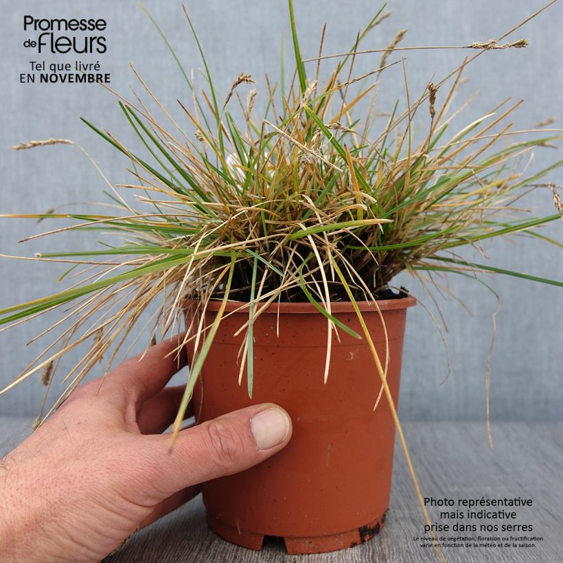 Example of Sesleria caerulea - Seslérie bleue Pot de 1L/1,5L as you get in automne