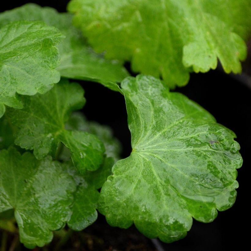 Sidalcea malviflora Elsie Heugh, Sidalcée (Foliage)