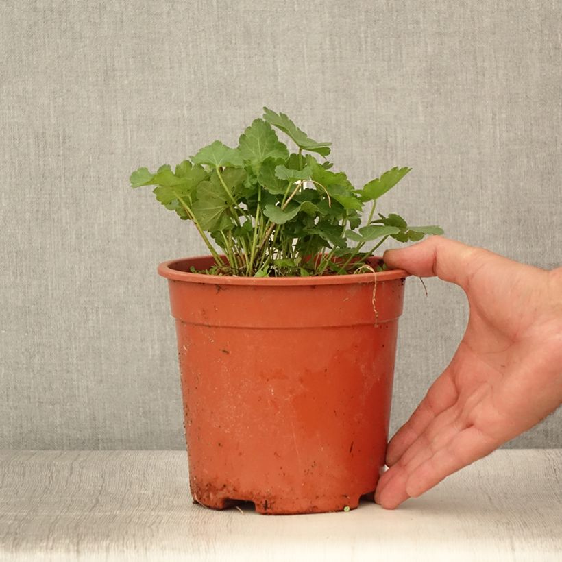 Example of Sidalcea malviflora Elsie Heugh, Sidalcée Pot de 2L/3L as you get in ete