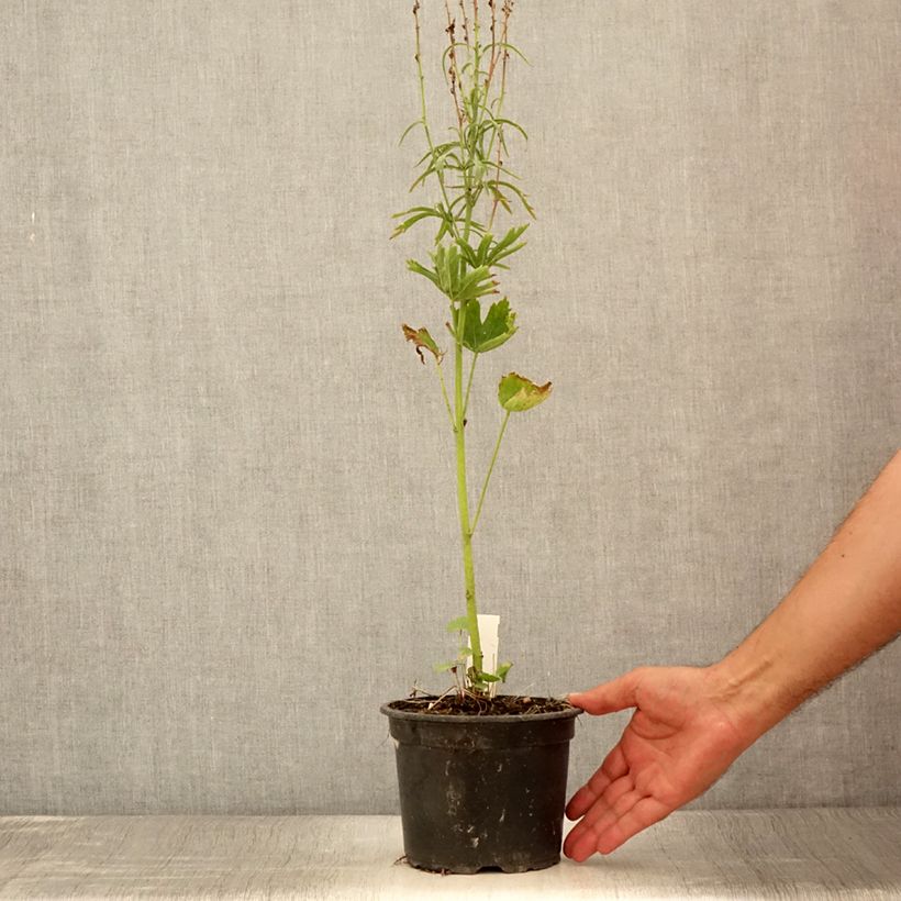Example of Sidalcea oregana Brilliant - Sidalcée Pot de 2L/3L as you get in ete