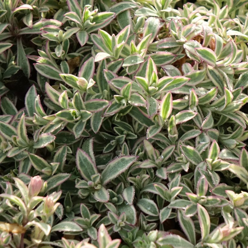 Silène maritime Druett's Variegated - Silene uniflora (Foliage)