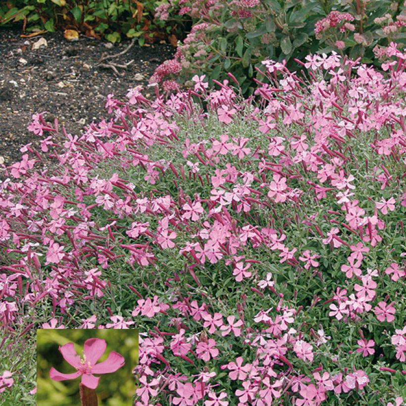 Silène schafta Splendens (Flowering)