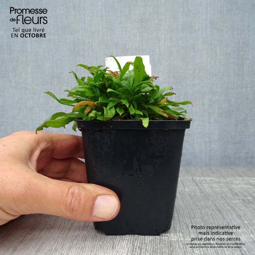 Example of Silène schafta Splendens Godet de 8/9 cm as you get in automne