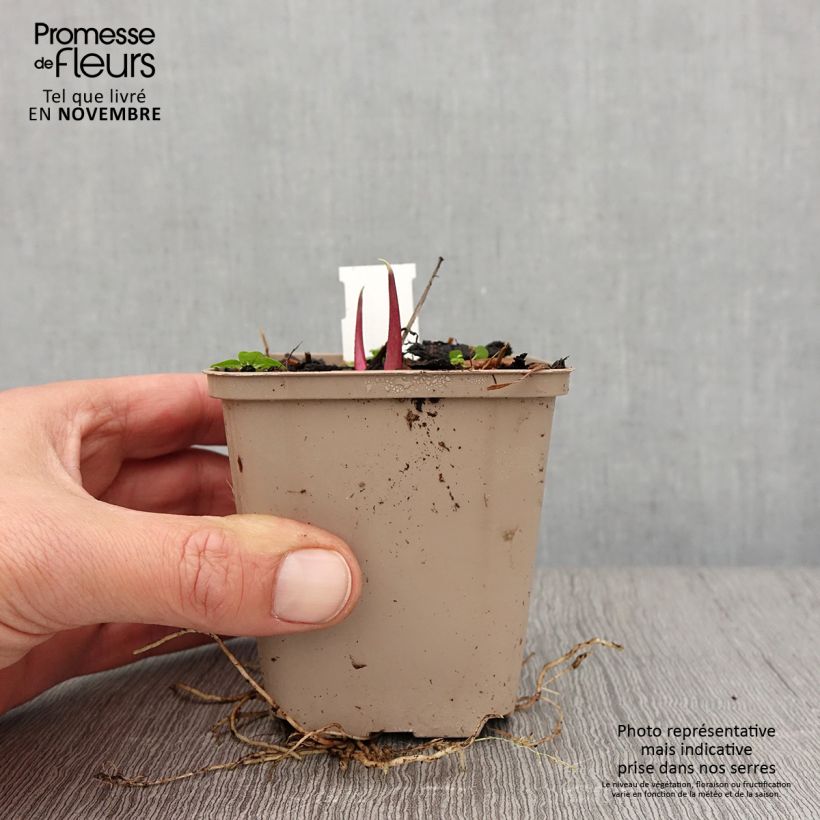 Example of Silphium laciniatum - Plante boussole Godet de 8/9 cm as you get in automne