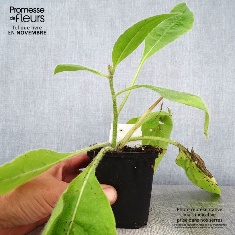 Example of Silphium mohrii  Godet de 8/9 cm as you get in automne