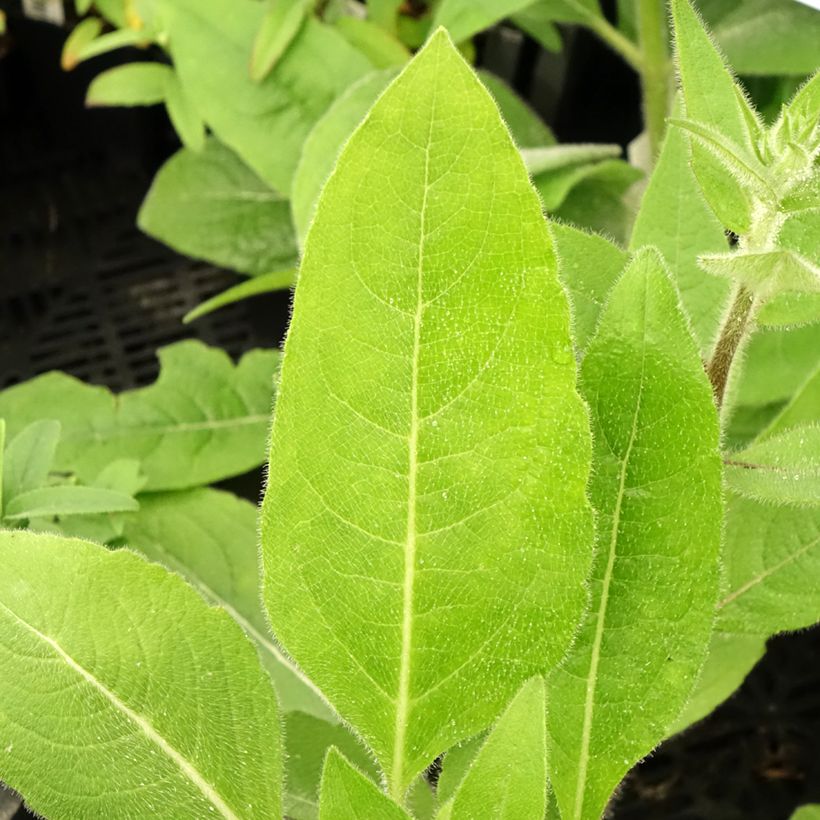 Silphium mohrii  (Foliage)