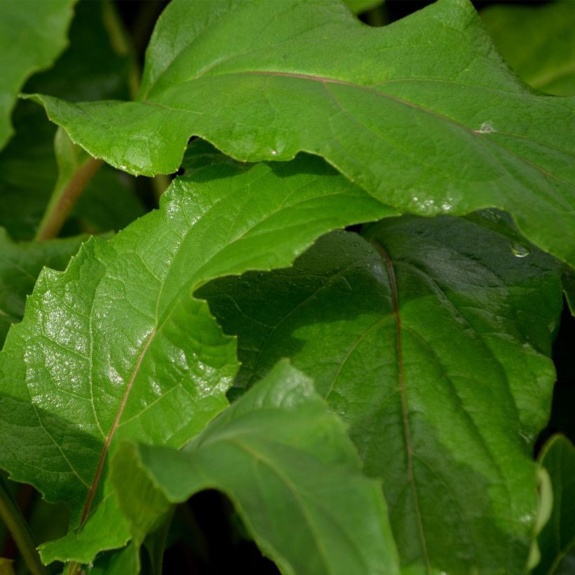 Silphium perfoliatum - Silphe perfolié (Foliage)
