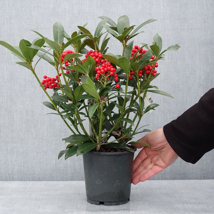 Example of Skimmia japonica Pabella - Skimmia du Japon  Pot de 2L/3L as you get in hiver