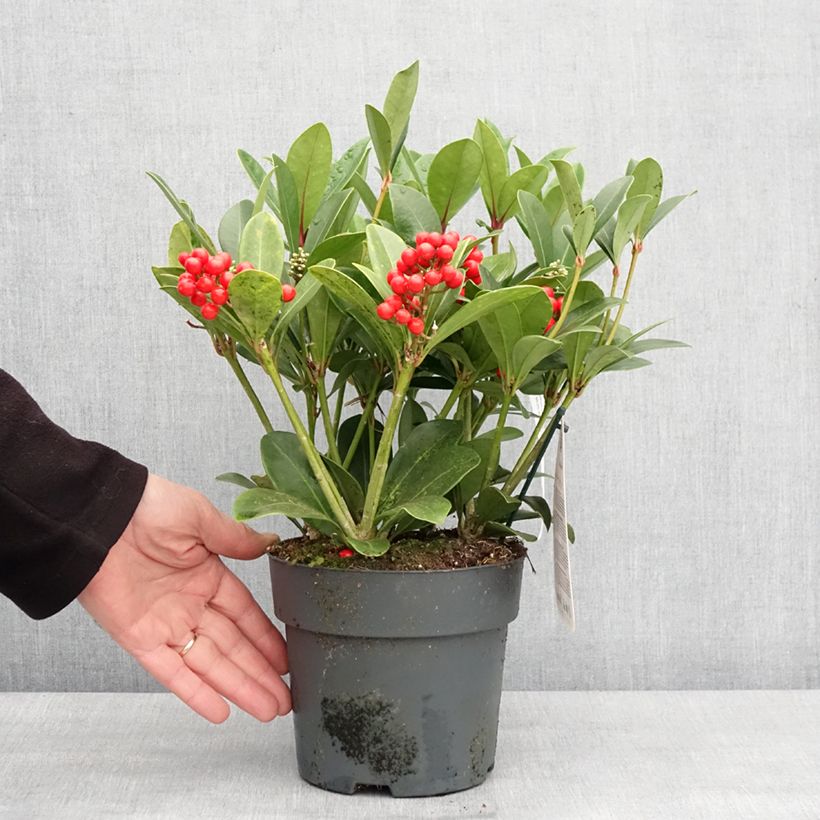 Example of Skimmia japonica Temptation - Skimmia du Japon  Pot de 2L/3L as you get in hiver