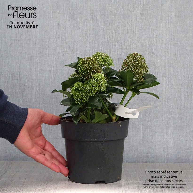 Example of Skimmia japonica Fragrant Cloud Pot de 2L/3L as you get in automne