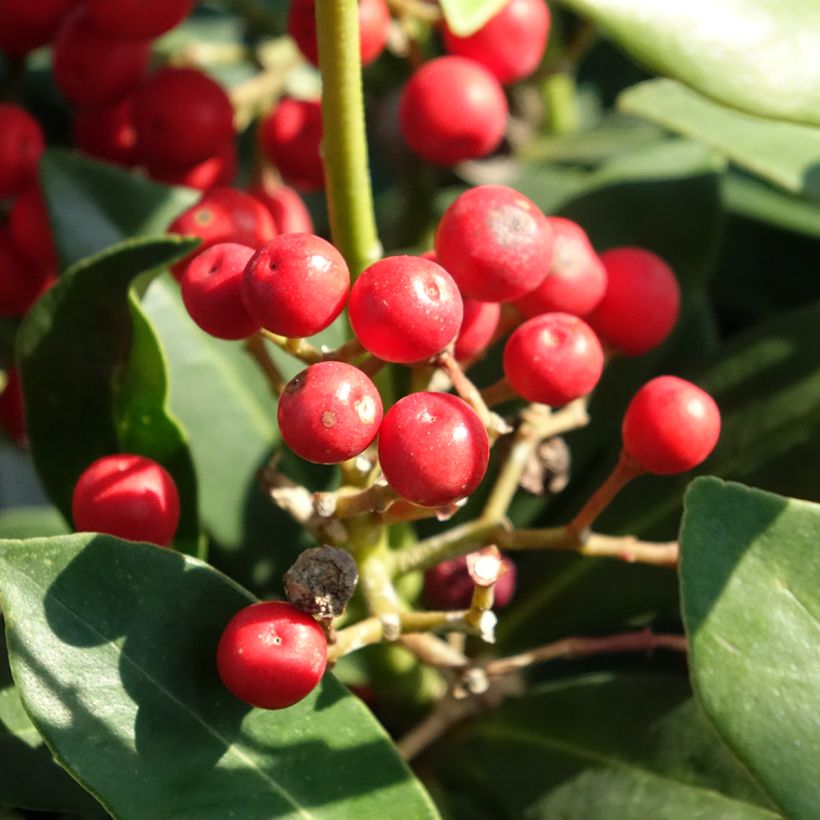 Skimmia japonica Pabella - Skimmia du Japon  (Harvest)