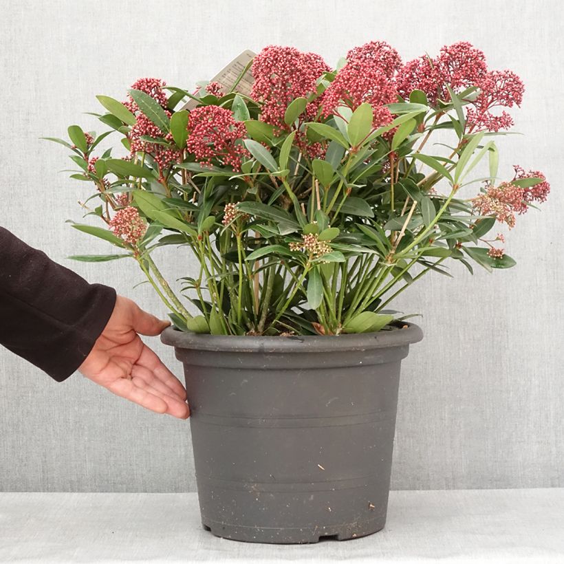 Example of Skimmia japonica Rubella Pot de 7,5L/10L as you get in hiver