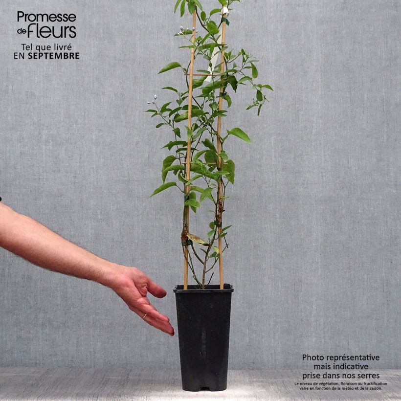 Example of Solanum jasminoides - Morelle faux jasmin Pot de 2L/3L as you get in automne