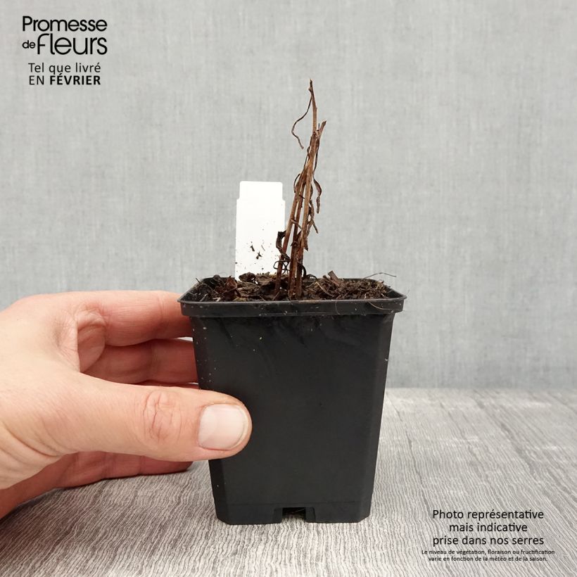 Example of Solidago canadensis Golden Baby - Verge d'or du Canada Godet de 8/9 cm as you get in hiver