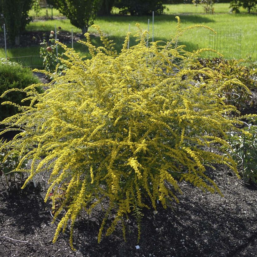 Solidago rugosa Fireworks - Verge d'or (Plant habit)