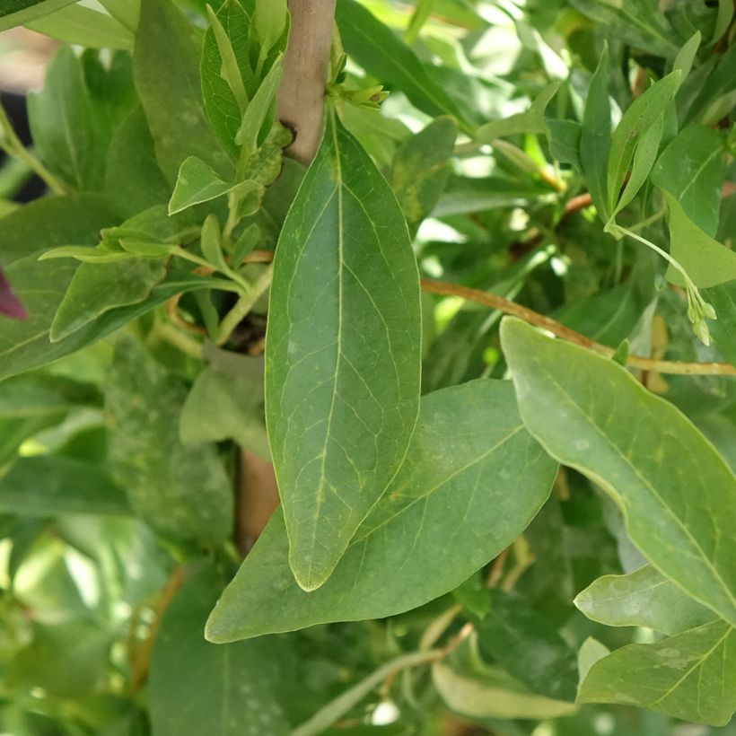 Sollya heterophylla blanc Alba (Foliage)