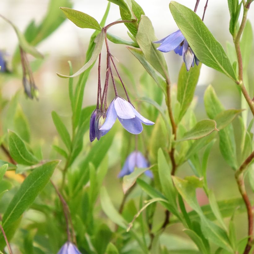 Sollya heterophylla Rosea (Flowering)