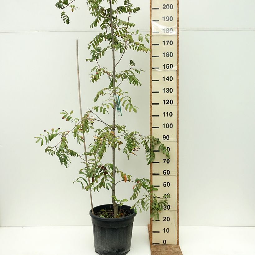 Example of Sorbier des oiseleurs Fastigiata - Sorbus aucuparia Pot de 20L/25L as you get in ete
