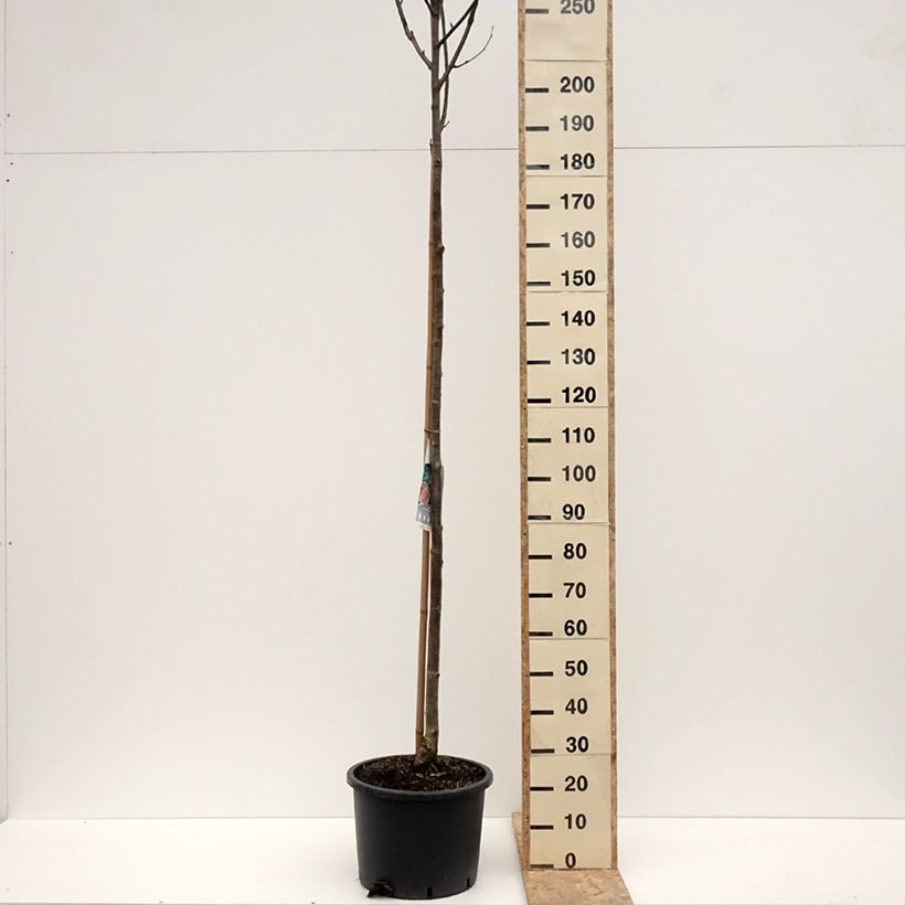 Example of Sorbier des oiseleurs - Sorbus aucuparia Wettra Pot de 20L/25L as you get in hiver
