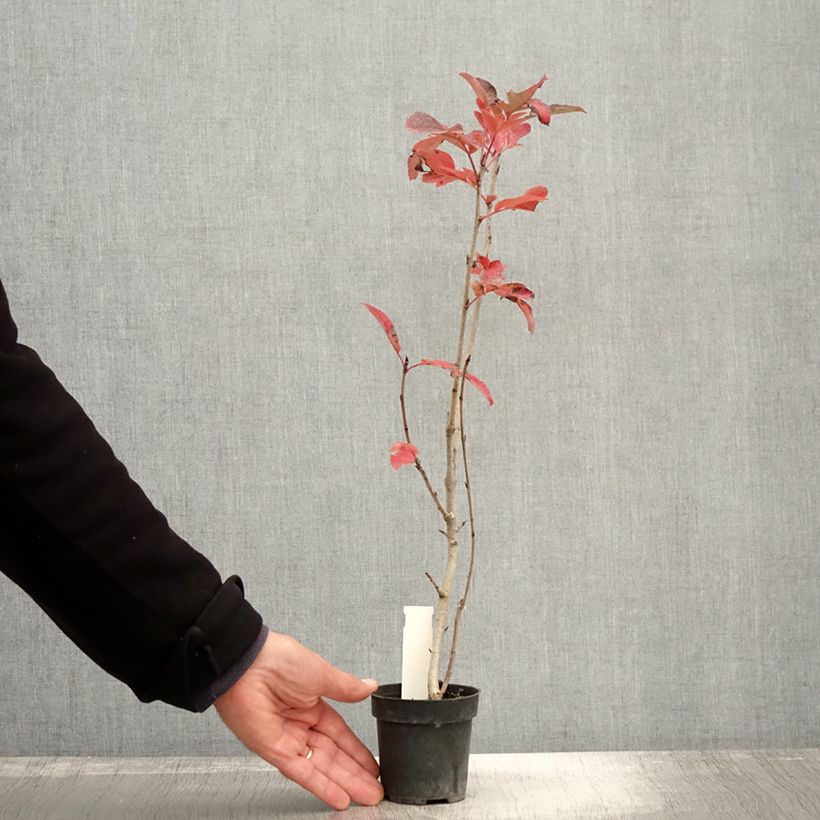 Example of Sorbier hybride - Sorbus Burka Godet de 8/9 cm as you get in automne
