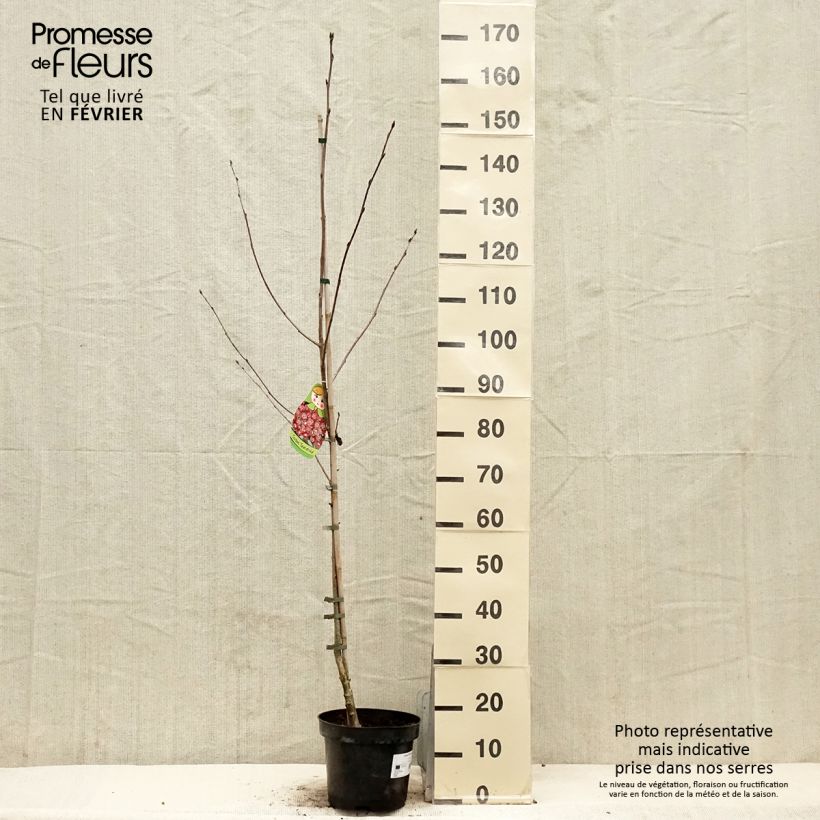 Example of Sorbier hybride - Sorbus Grananatnaja (Granatnaja) Pot de 4L/5L as you get in hiver