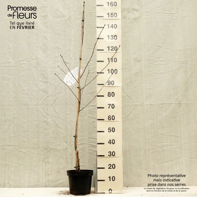 Example of Sorbier hybride - Sorbus Titan Pot de 4L/5L as you get in hiver