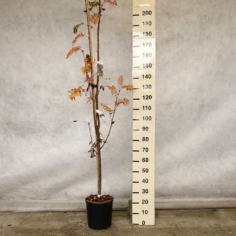 Example of Sorbier - Sorbus arnoldiana Pink Veil Pot de 4L/5L, Tige as you get in automne