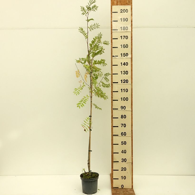 Example of Sorbier - Sorbus x arnoldiana Copper Glow Pot de 4L/5L as you get in ete