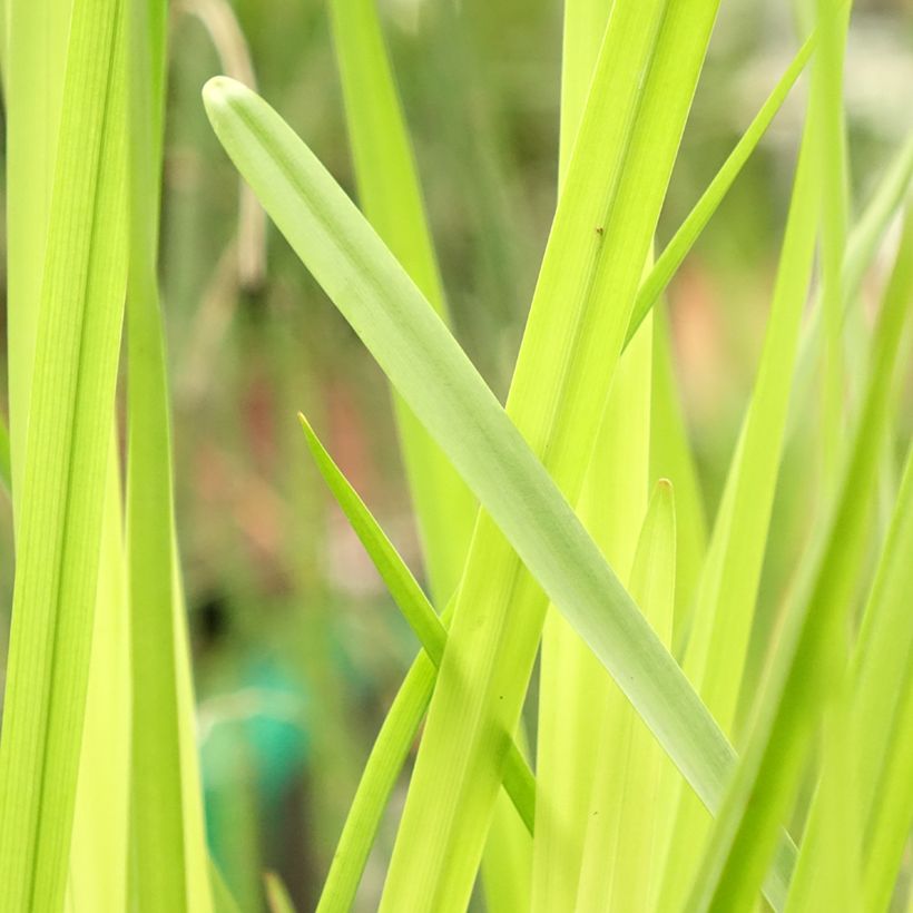 Sparganium erectum (= ramosum) - Ruban d'eau, Rubannier dressé  (Foliage)