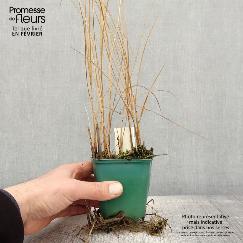 Example of Spartina pectinata Aureomarginata - Spartine pectinée panachée Godet de 8/9 cm as you get in hiver