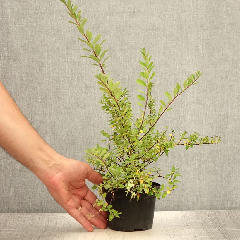 Example of Spiraea arguta - Spirée blanche Pot de 1L/1,5L as you get in ete
