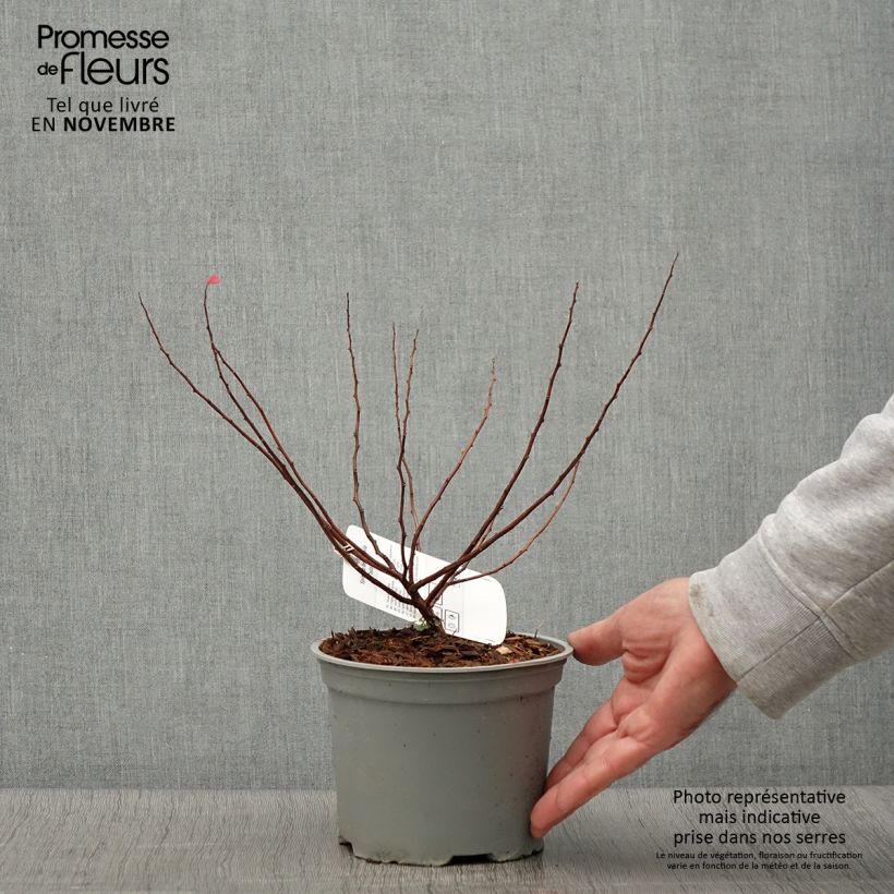 Example of Spiraea betulifolia Island - Spirée à feuilles de bouleau Pot de 2L/3L as you get in automne