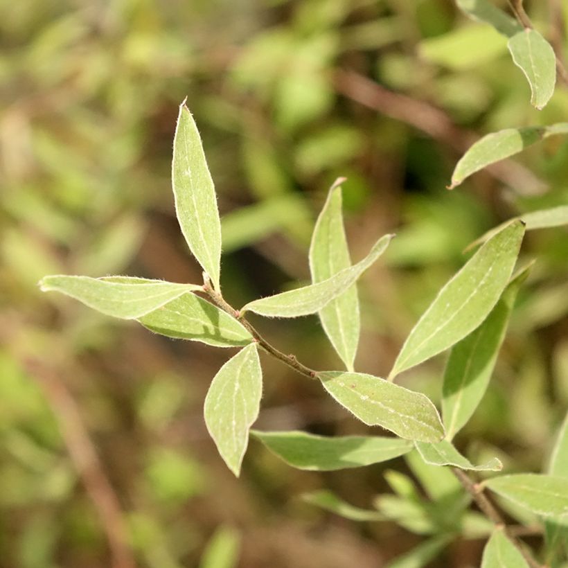 Spiraea cinerea Graciosa-Spirée dentelée (Foliage)