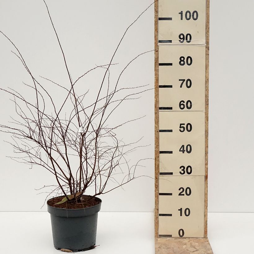 Example of Spiraea cinerea Grefsheim - Spirée dentelée  Pot de 7,5L/10L as you get in hiver