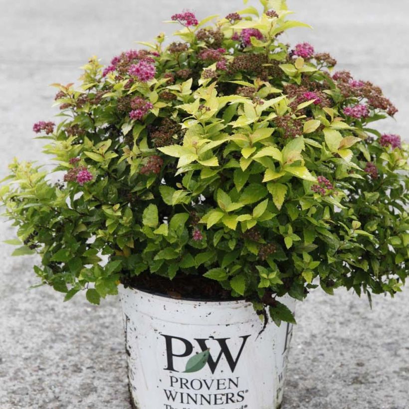 Spirée japonaise Double Play Gold - Spiraea japonica (Plant habit)