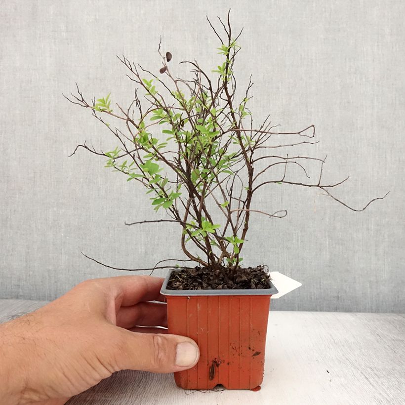 Example of Spiraea nipponica Snowmound - Spirée japonaise Godet de 8/9 cm as you get in ete
