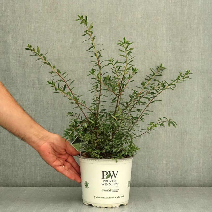 Example of Spiraea nipponica Wedding Cake - Spirée japonaise Pot de 3L/4L as you get in ete