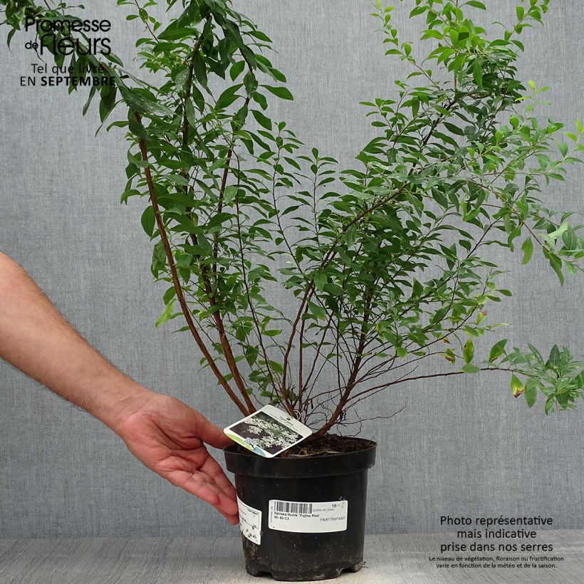 Example of Spiraea thunbergii Fujino Pink - Spirée de Thunberg Pot de 3L/4L as you get in automne