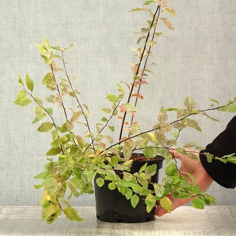 Example of Spiraea vanhouttei Pink Ice - Spirée de Van Houtte panachée Pot de 3L/4L as you get in automne