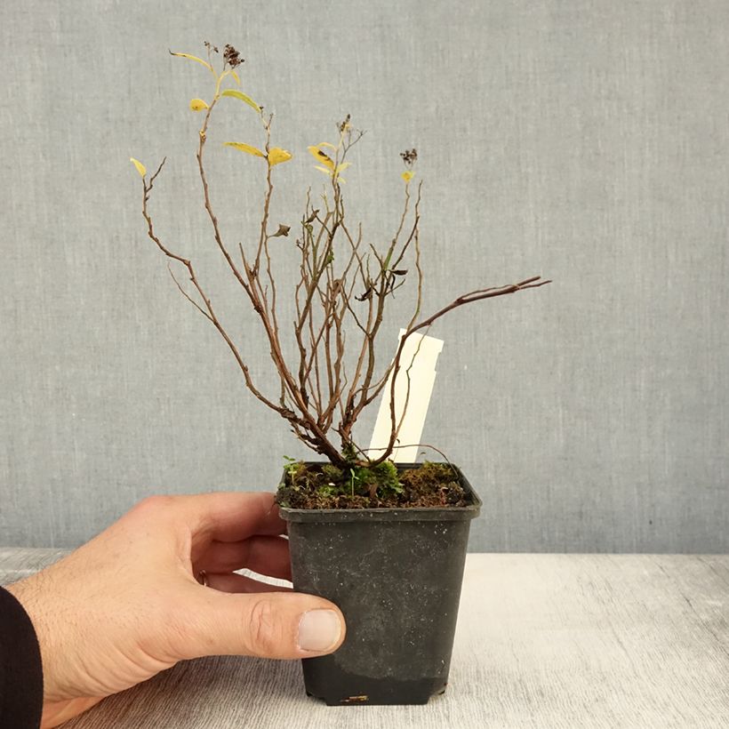 Example of Spirée japonaise Albiflora - Spiraea japonica Godet de 8/9 cm as you get in automne