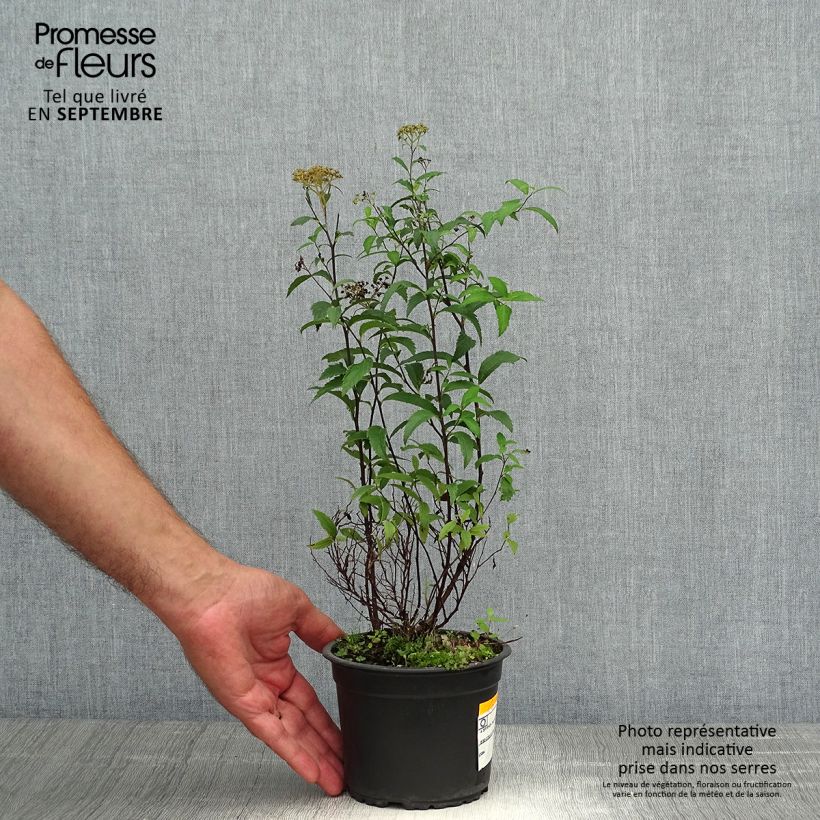 Example of Spirée japonica Anthony Waterer - Spiraea japonaise Pot de 1L/1,5L as you get in automne