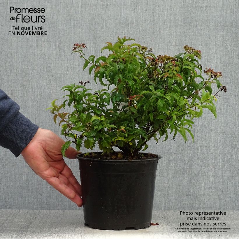 Example of Spirée japonaise Crispa  - Spirée japonaise Pot de 1,5L/2L as you get in automne