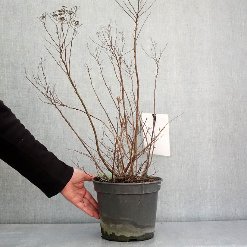 Example of Spirée japonaise Crispa  - Spirée japonaise Pot de 3L/4L as you get in hiver